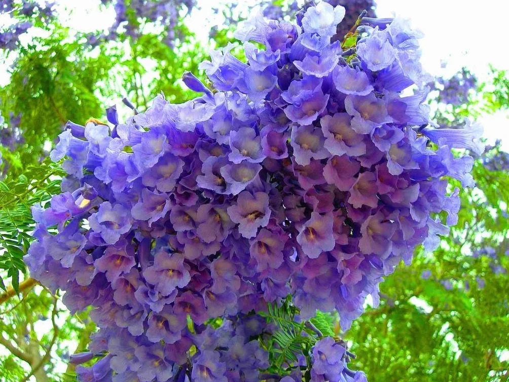 Albero di Jacaranda, Pianta vera, Fiore Viola, Jacaranda Mimosifolia. Astoni, alberatura. H120cm
