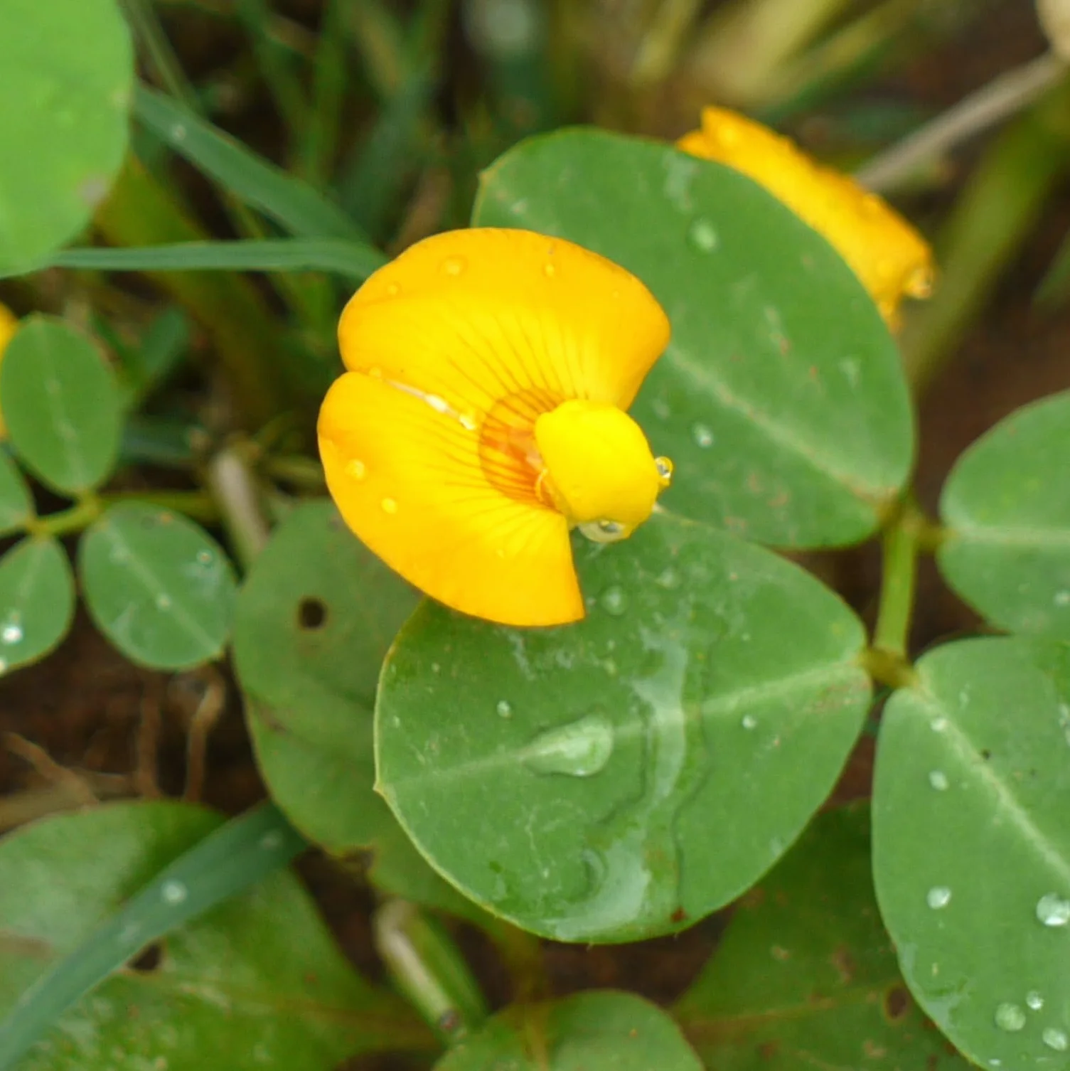 Vivai le Georgiche - Pianta vera di Arachis hypogaea Arachide, Nocciolina americana - vaso Ø 12 cm