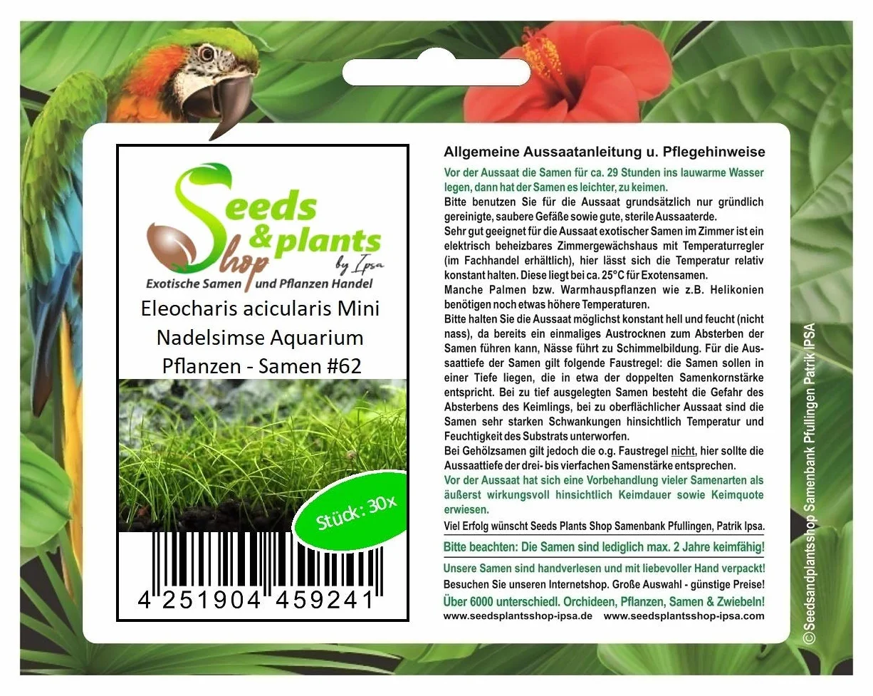 Pz - 30x Eleocharis Acicularis Mini Gronda Ago Acquario Piante - Semi A62 - Seeds & Plants Shop by Ipsa