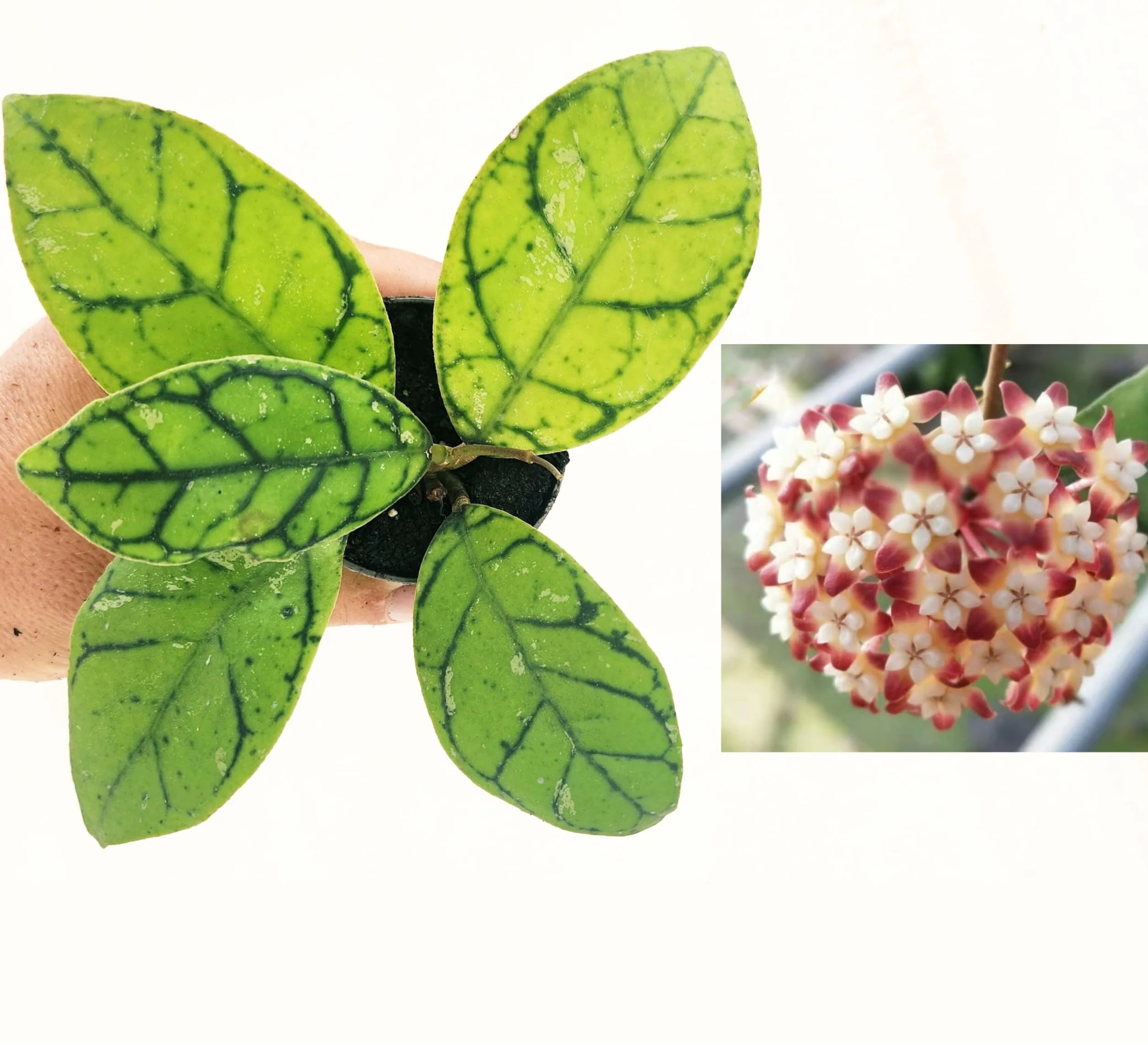 POWERS TO FLOWERS - HOYA CALLISTOPHYLLA, VASO 12CM DIAMETRO, pianta vera