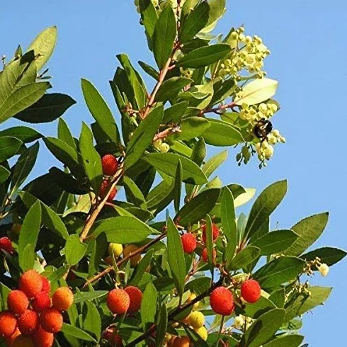 PIANTA DI CORBEZZOLO, ARBUTUS UNEDO, FRUTTI CORBEZZOLI, PIANTE, FRUTTA V.18