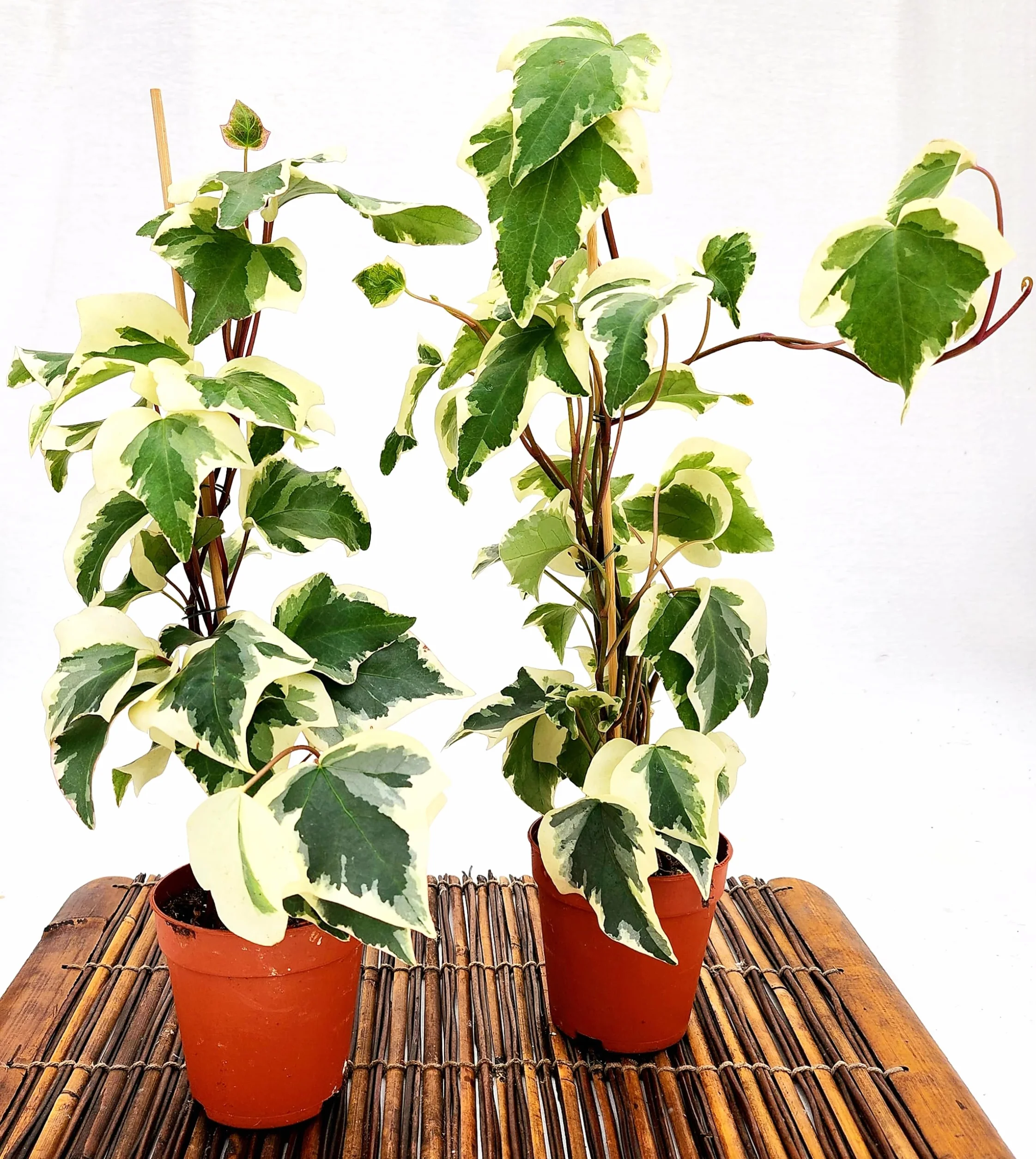 POWERS TO FLOWERS - EDERA DI MARENGO, EDERA RAMPICANTE, VASO 10 CM DIAMETRO, 2 PIANTE, piante vere