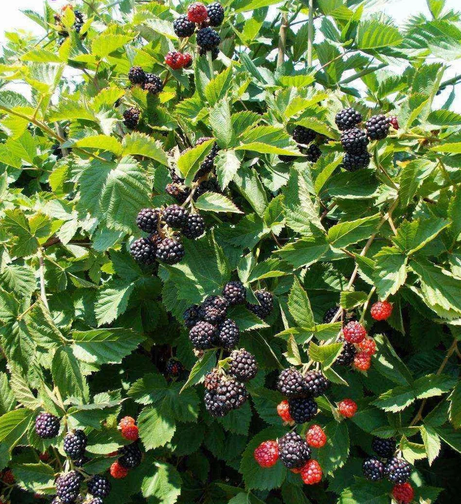 Mora More senza spine "Rubus fruticosus" frutti di bosco pianta in vaso 9x9 cm Vivaio di Castelletto