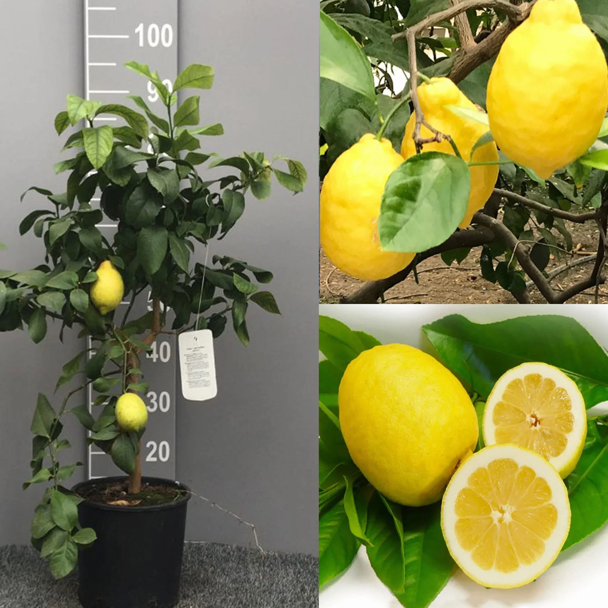 SAVINI VIVAI Pianta di Limone Albero Agrumi Limone Sfusato Amalfitano in Vaso da 20 cm Altezza 70 cm 2-3 Anni di innesto Made Italy