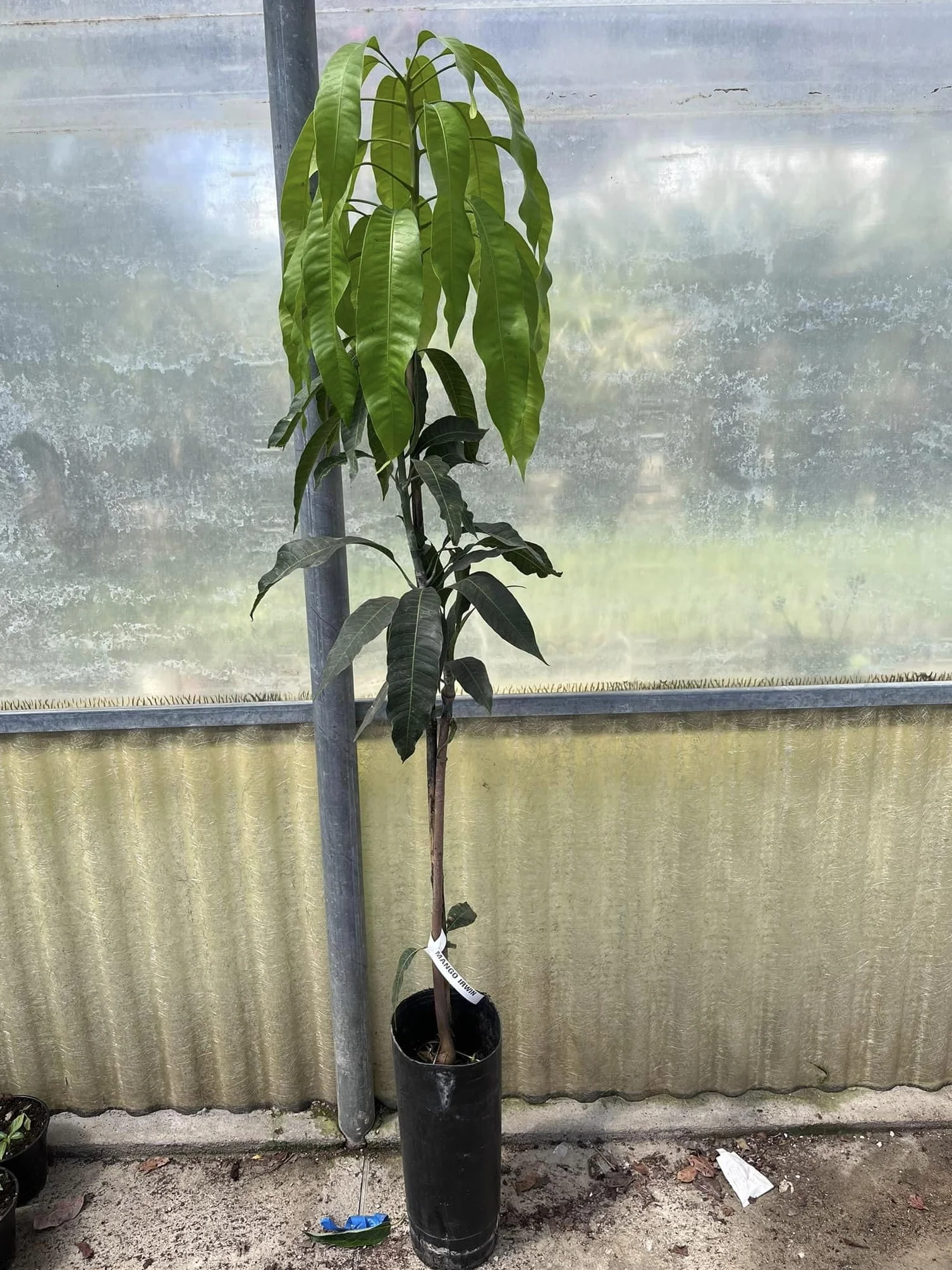 Pianta di Mango Mangifera Indica H 140CM FRUTTI TROPICALI (OSTEEN)