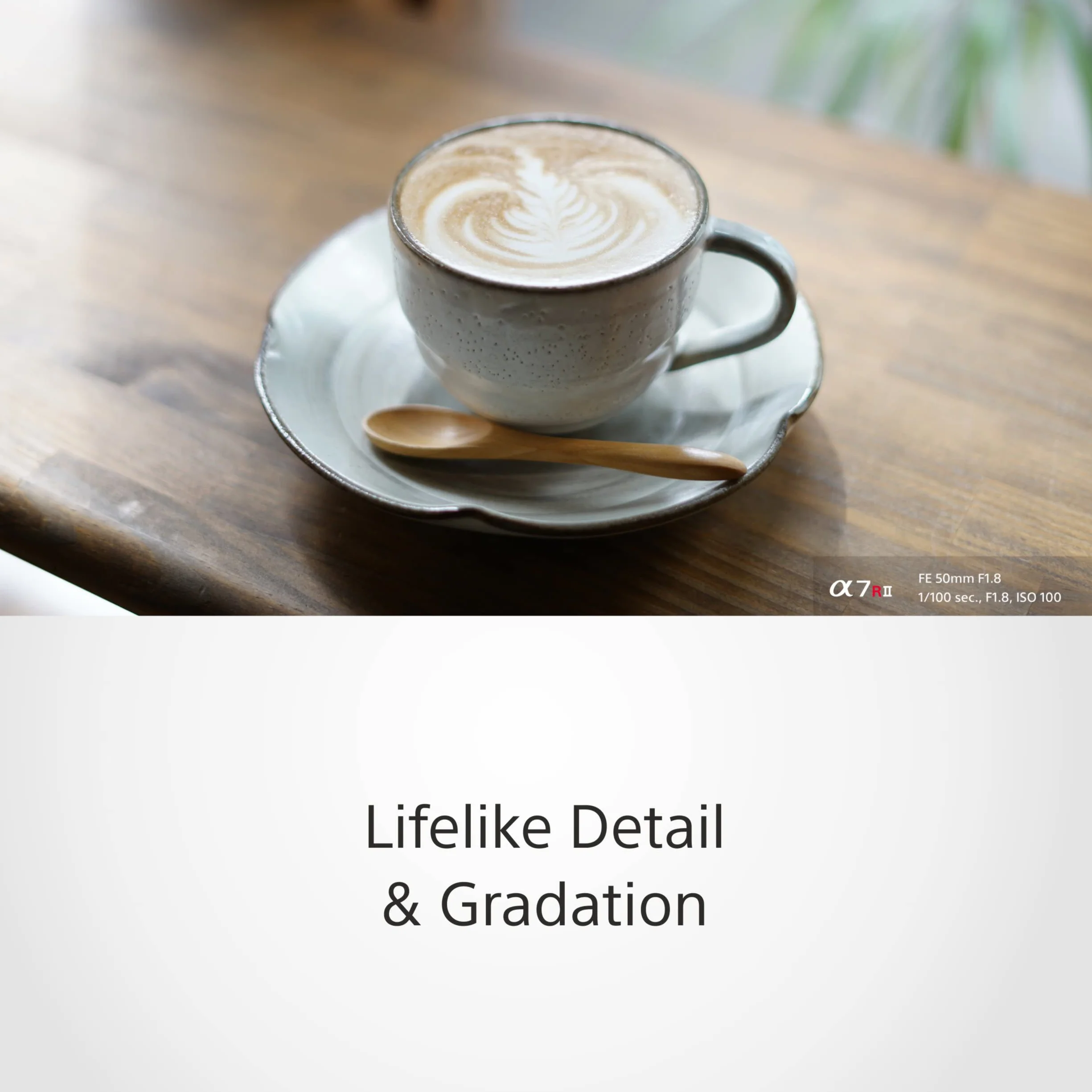 Sony SEL50F18F 50mm f/1.8 Obiettivo Standard Full Frame E-Mount Bokeh