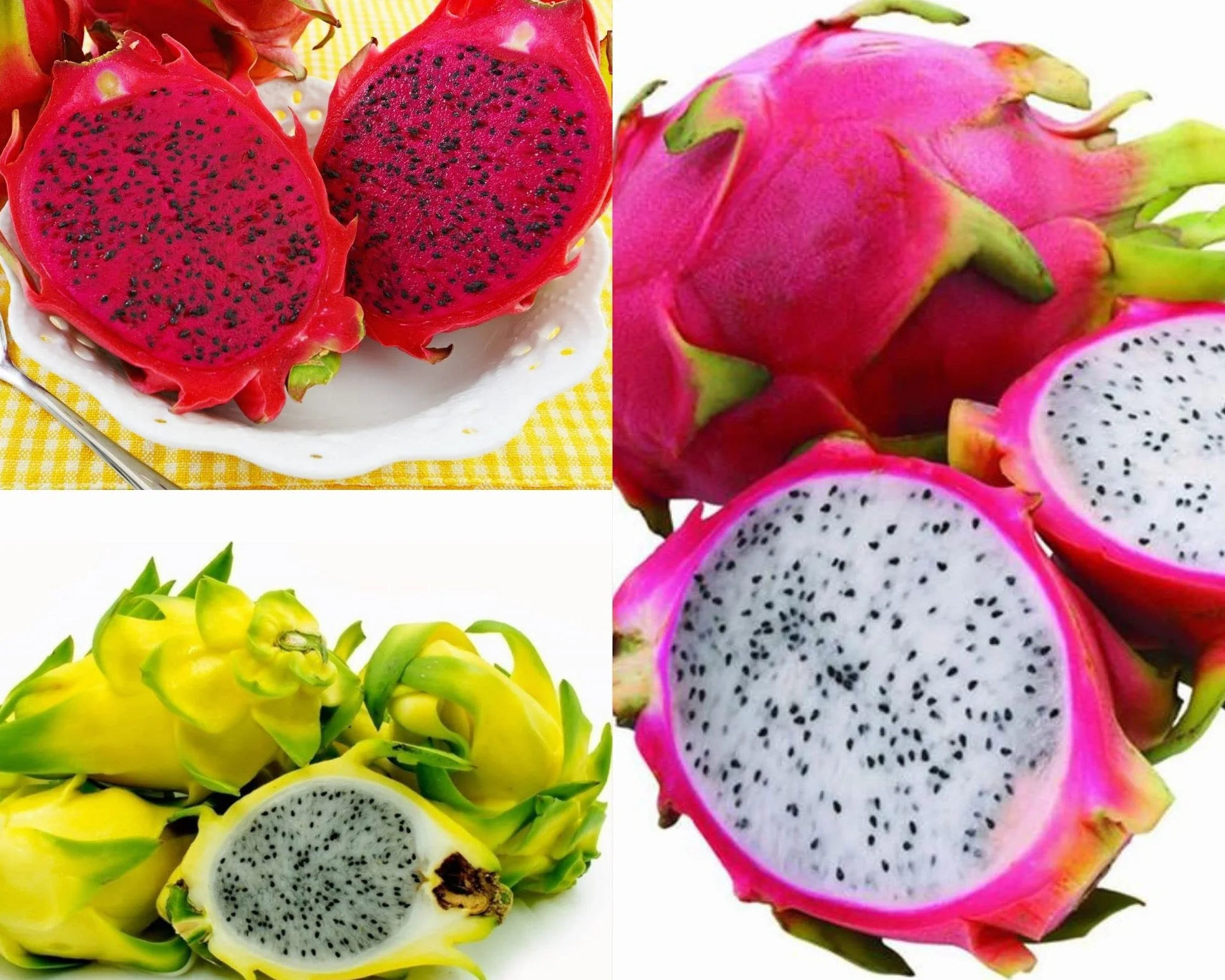 3 PIANTA DI PITAYA VARIETA' GIALLA,ROSSA,BIANCA 30-40 CM, FRUTTO DEL DRAGO,ZAMORANO,GUYUTE, GOLDEN YELLOW VIVAIO AMAZONSEEDS