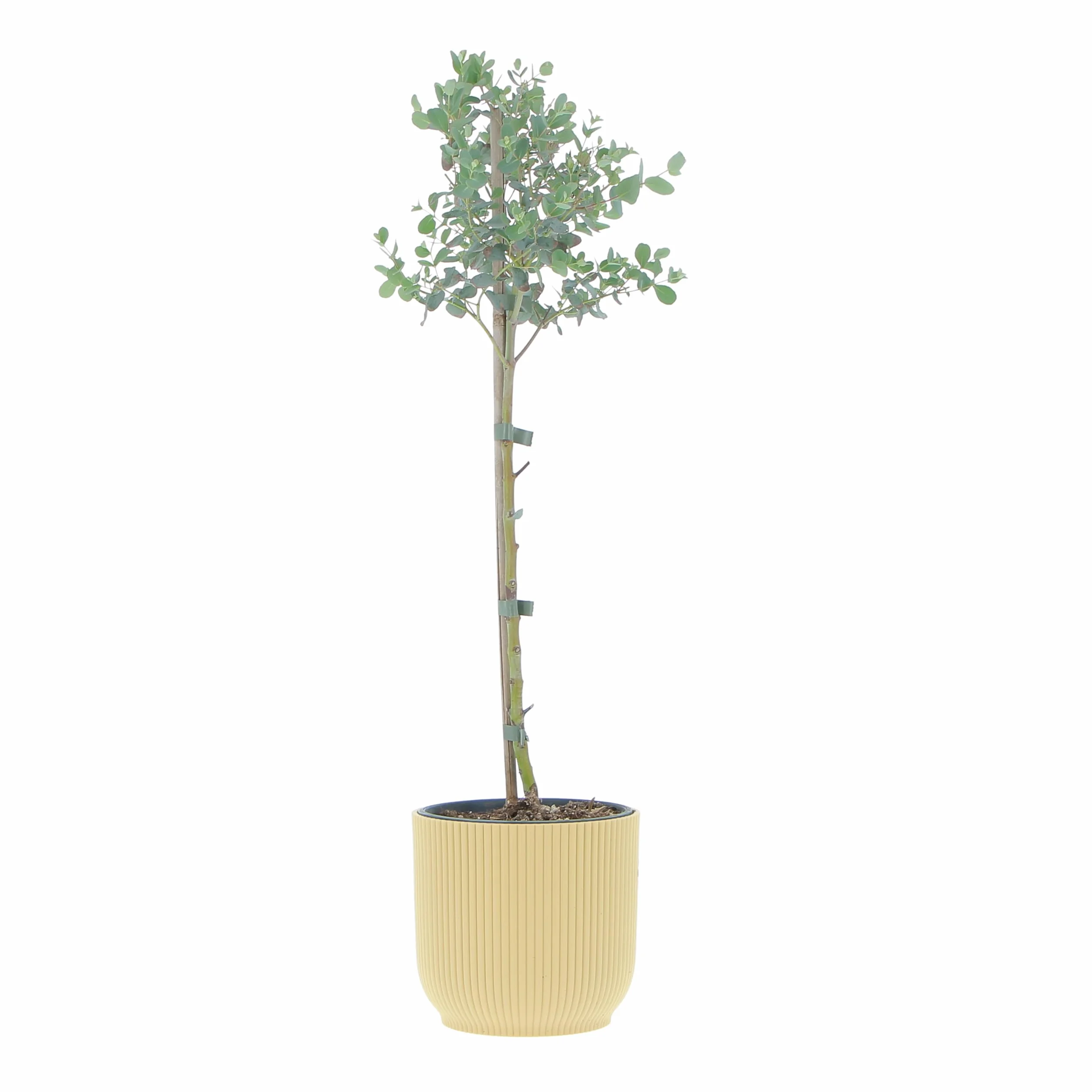 KENTIS - Eucalyptus Gunnii - Alberello Eucalipto - Piante Vere da Esterno Resistenti - Pianta da Giardino Antizanzara - H 40-50 cm Vaso Ø 15 cm