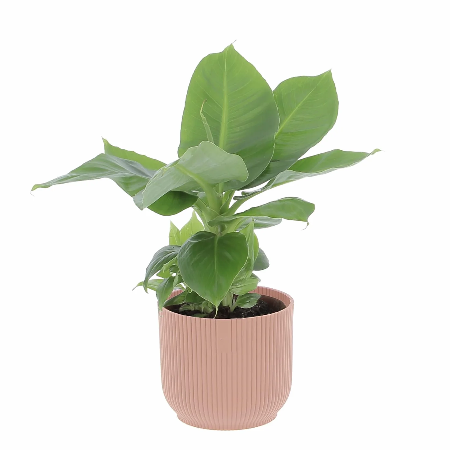 KENTIS - Musa Acuminata Dwarf Cavendish - Banano Pianta Vera - Altezza 30-40 cm e Vaso Ø 13 cm