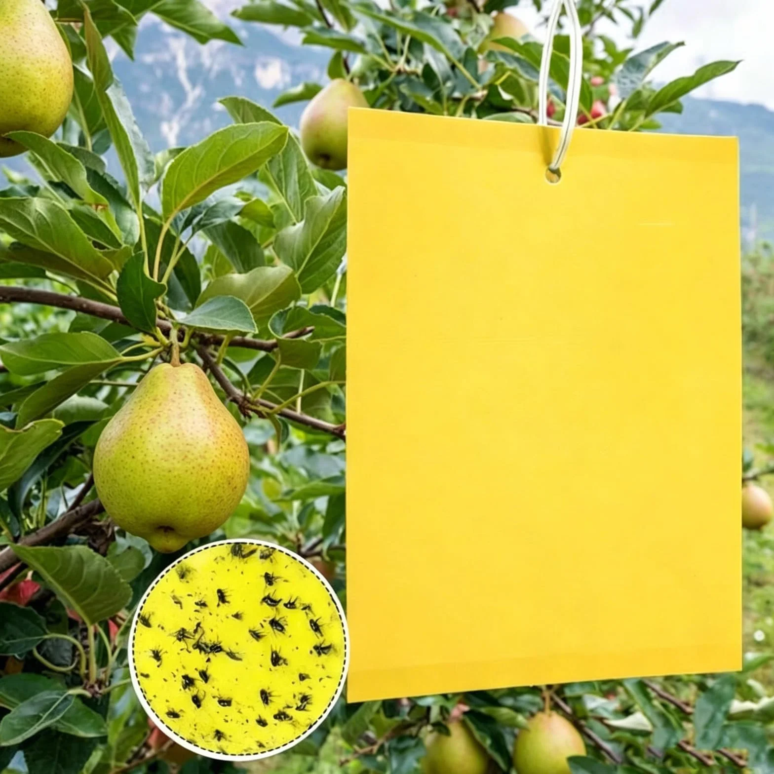 100/80 Pezzi Trappole Acchiappa Mosca Ciliegio, Trappole Gialle Adesive Biadesive per Insetti, Trappola Adesiva per Mosca Bianca e Mosca dell'Olivo (100)