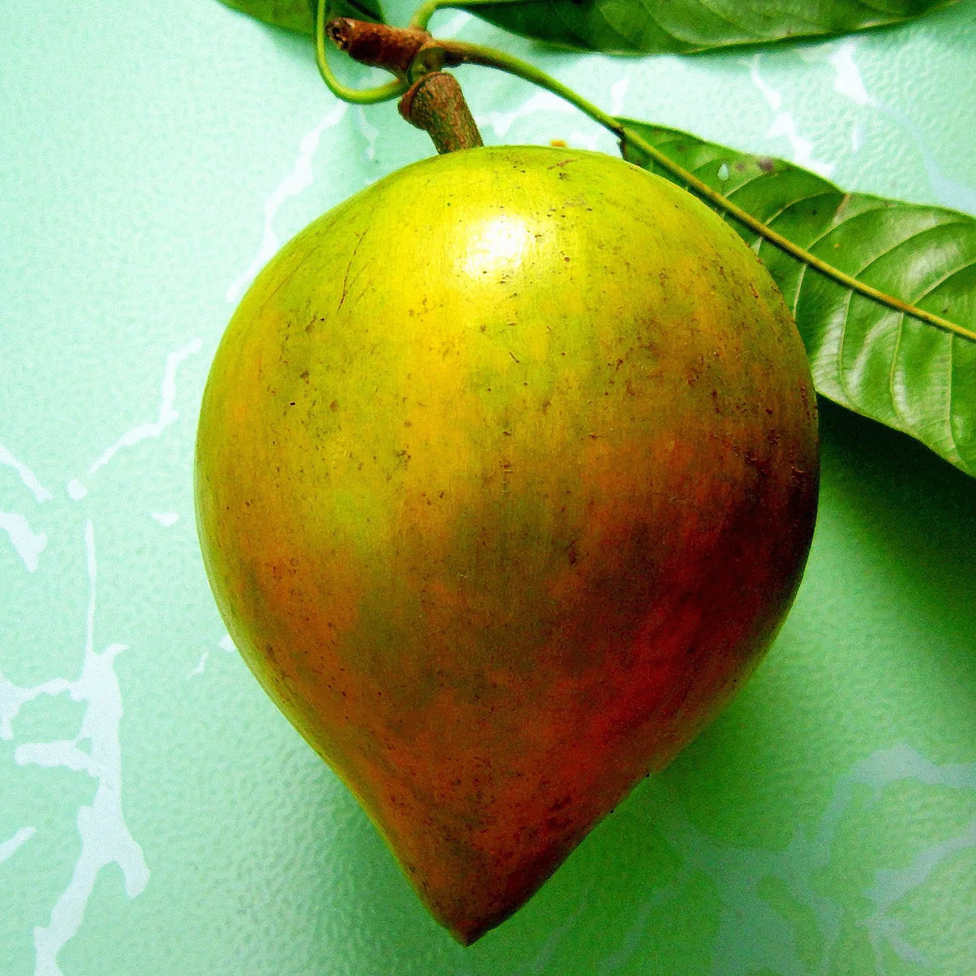 Vivai le Georgiche - Pianta vera di Pouteria lucuma - altezza alla vendita 40-60 cm