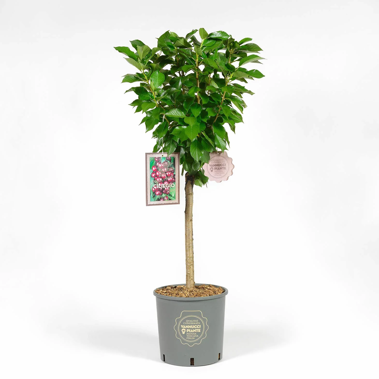 Vannucci Piante - Ciliegio Nano in vaso, Pianta da terrazzo, Prunus avium, Albero da frutto nano