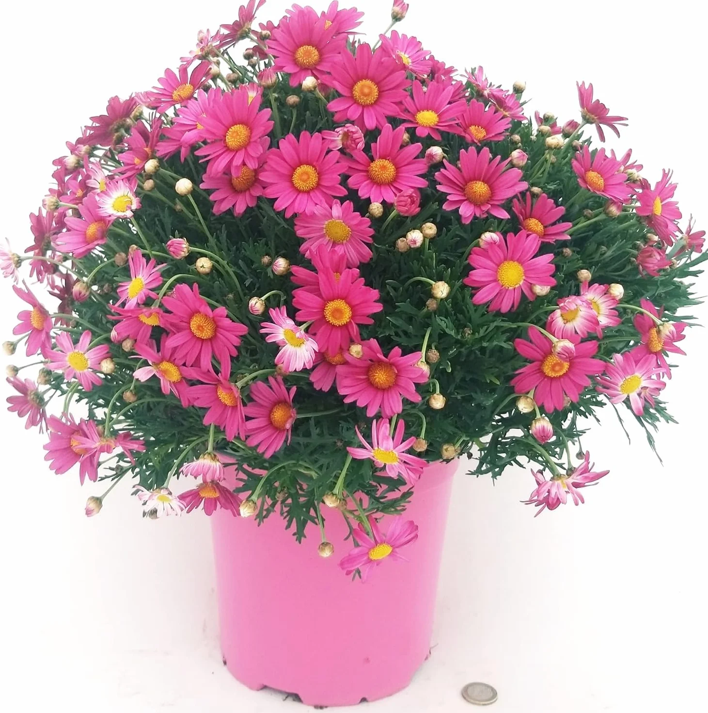 Margherita rosa Made In Italy bellissima Terre di Romagna, freschezza fiorita, perenne vaso 12cm Must Estate 2025