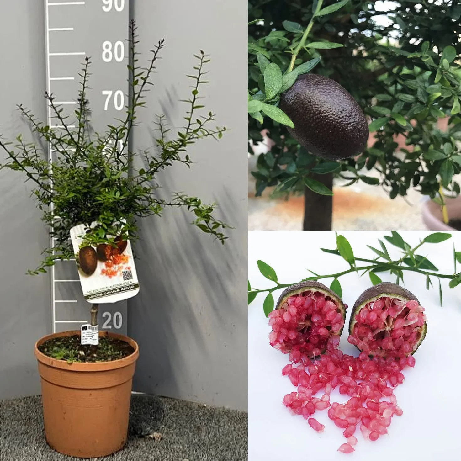 SAVINI VIVAI Pianta di Limone Caviale Rosso Albero di Agrumi Finger Lime Limone ad Alberello in Vaso 20 cm alta 50-70 cm 2 Anno di Innesto Made Italy