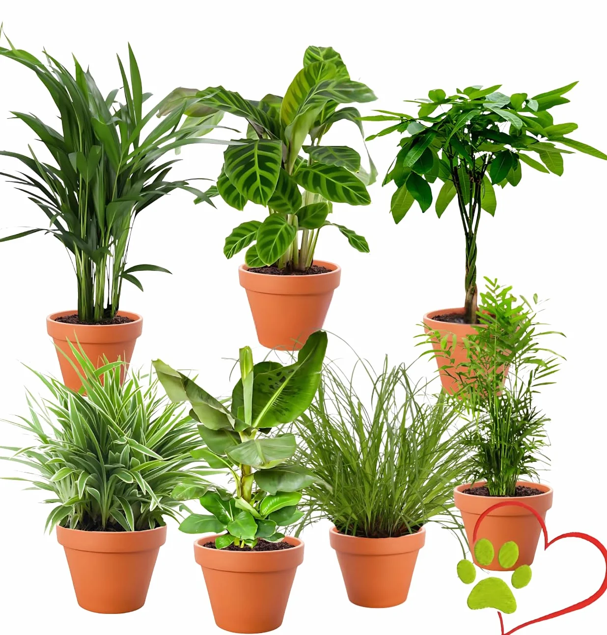 Set di 7 piante "Amico degli animali", +/- 30-60 cm, ø 12-15 cm vaso, palma di montagna, castano portafortuna, pianta di banana, marante, palma di frutta dorata, clorofito, erba di gatto, atossica e