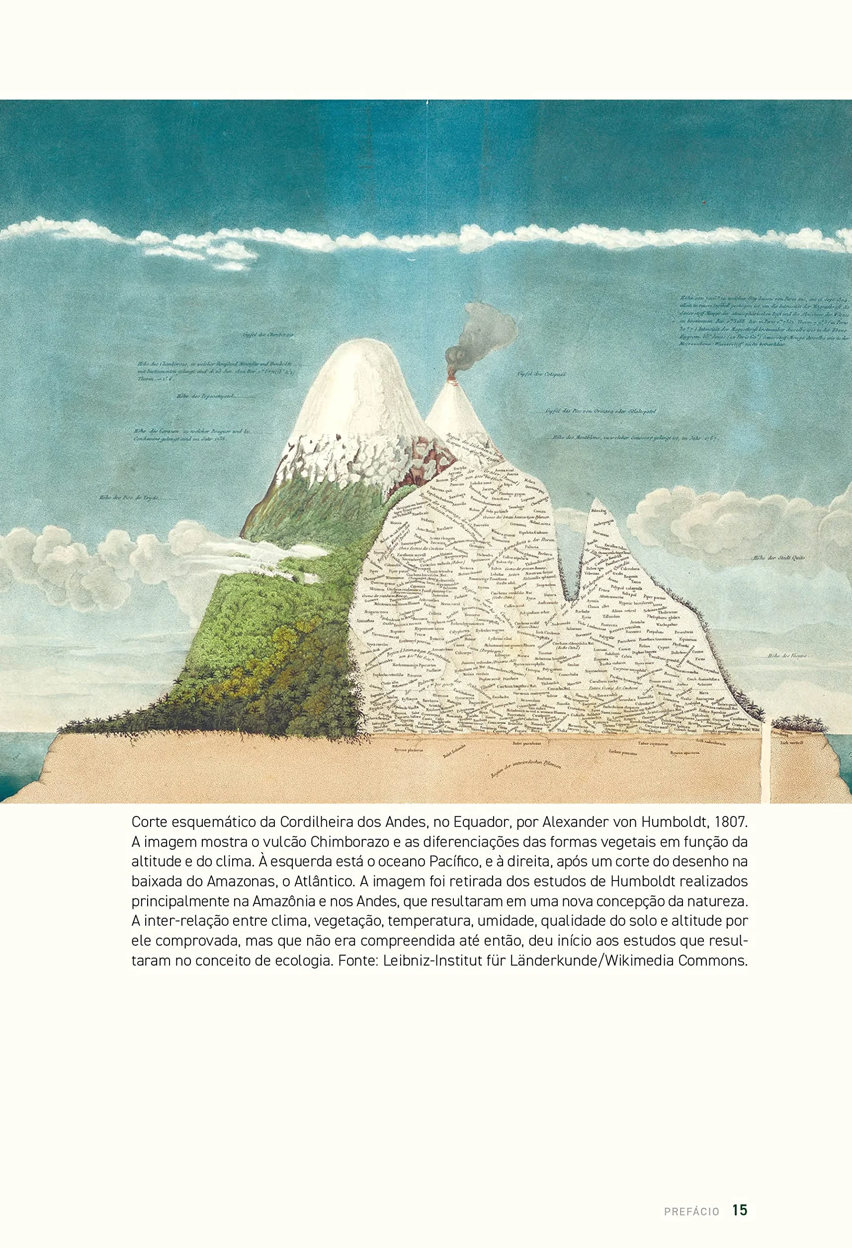 História das florestas brasileiras