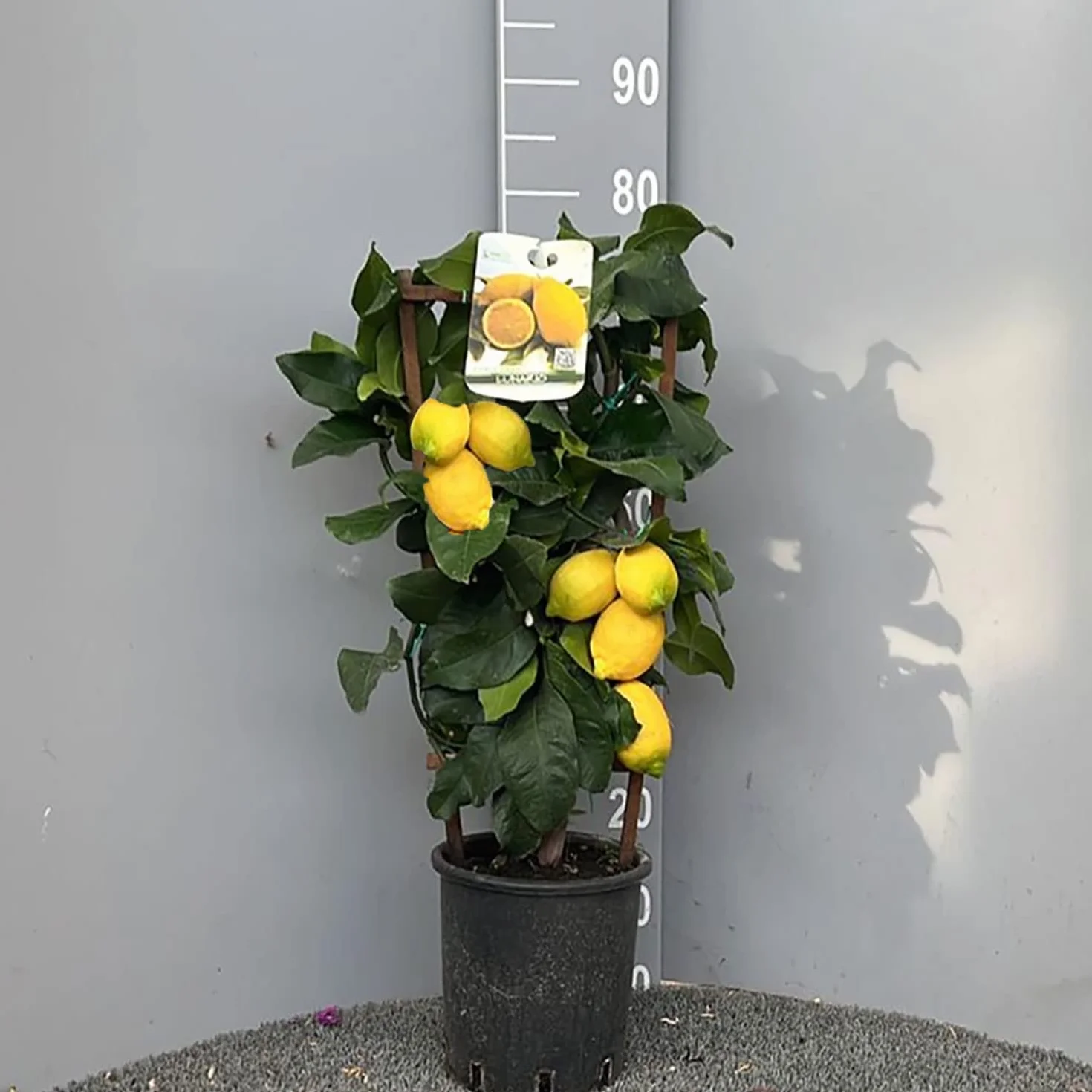 SAVINI VIVAI Pianta di Limone Albero Agrumi Lunario Limone a Spalliera in Vaso da 20 cm altezza 60-70 cm di 2-3 Anni di Innesto Made Italy