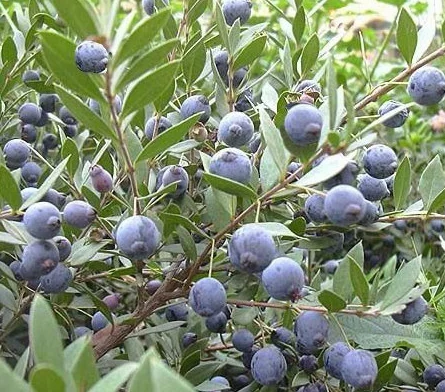 PIANTA DI MIRTO SARDO, MULTA, MURTA, MYRTUS COMUNIS, SARDEGNA VASO D.18-2 ANNI