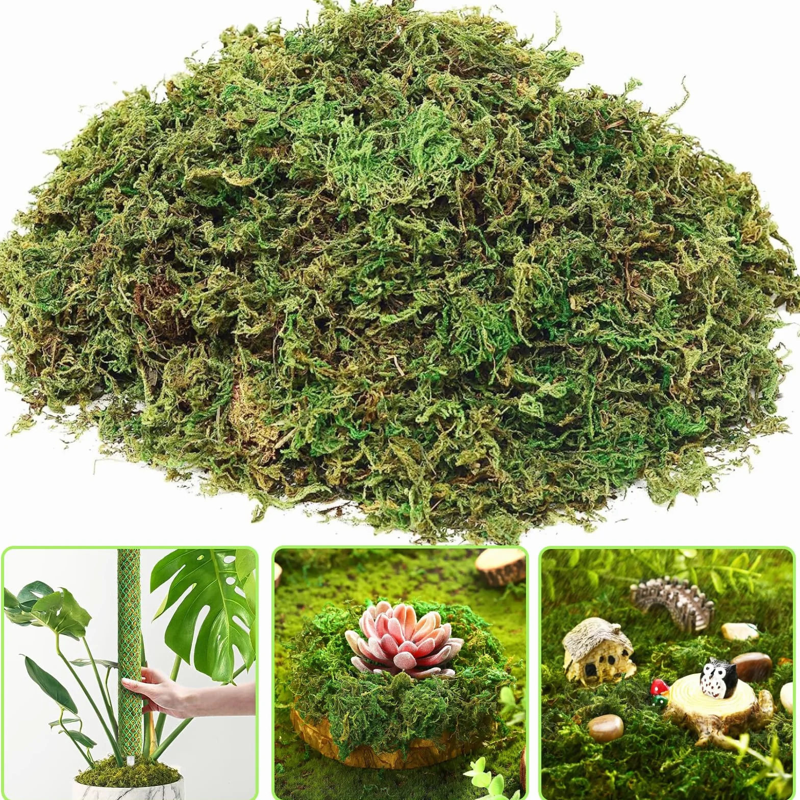 Muschio di Sfagno per Orchidea Phalaenopsis Decorazioni Terrario per Rettili, 150g Naturale Verde Sfagno Secco Giardino Idratante Nutrizione Fertilizzante Organico Dried Forest Moss Sphagnum Moss (1)