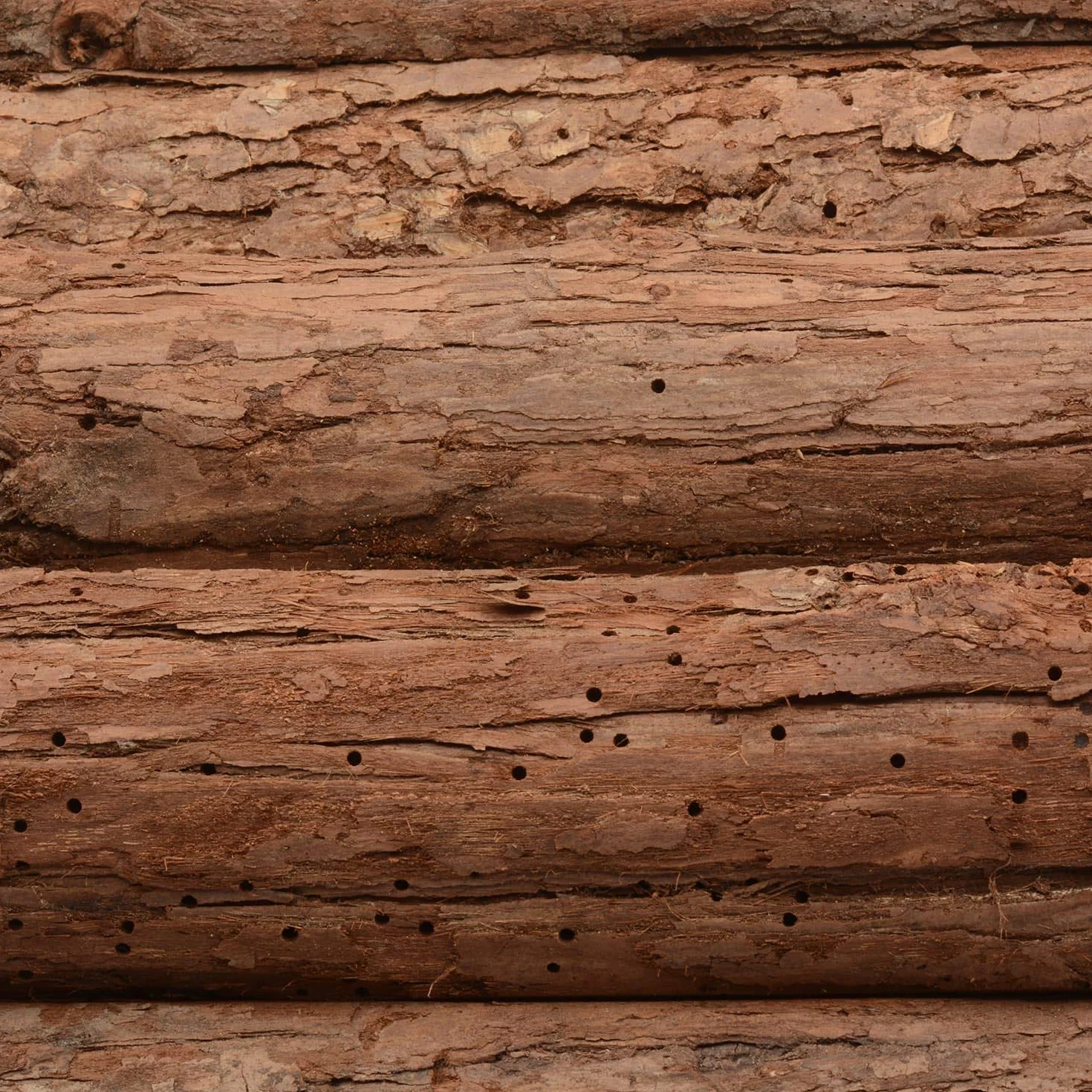 CKB LTD - Casa per riccio o porcellino d'India in legno per esterni, utilizzabile come habitat per letargo, riparo da giardino - 33,5 x 34 x 19 cm