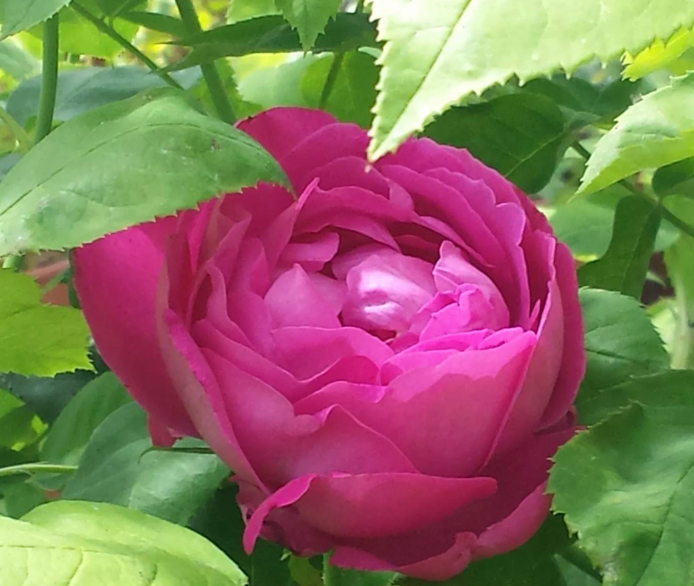 1 PIANTA DI ROSA BRUNA DA SCIROPPO VASO IN 19CM PROFUMATA