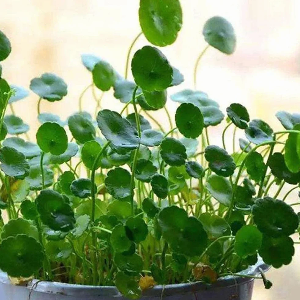 Haloppe 50Pcs Dichondra Pistia Piante Semi per la casa Giardino Piantare, Dichondra Pistia Semi Giardino Stagno Pianta Piscina Acquario Serbatoio Decor Semi di Dicondra