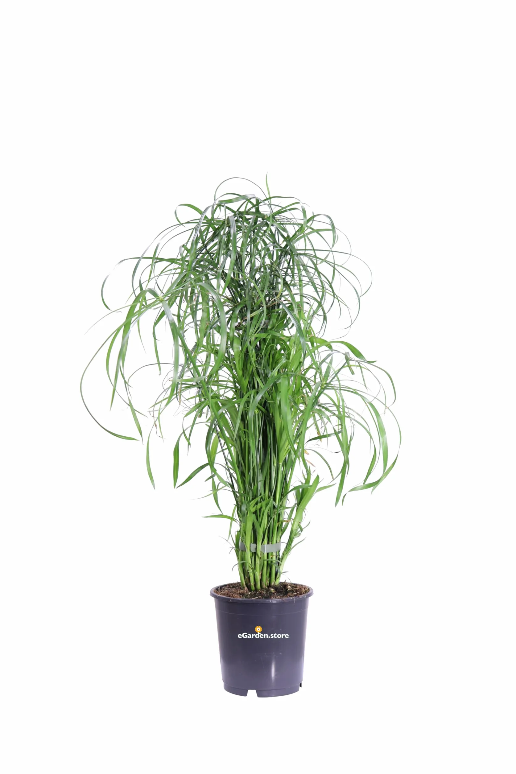 Pianta di Cyperus Alternifolius pianta di Falso Papiro pianta da esterno pianta da giardino pianta ornamentale di Papriro pianta palustre pianta vera di Cyperus Alternifolius venduta da eGarden.store
