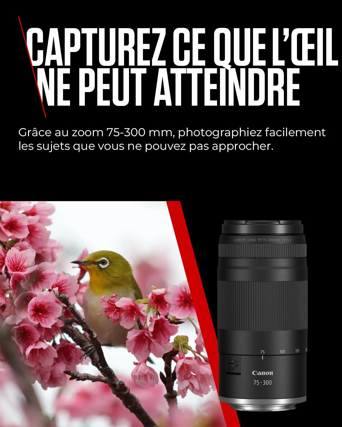 Canon RF 75-300mm F4-5.6 Teleobiettivo Zoom per Fotografia Sportiva e Fauna Selvatica