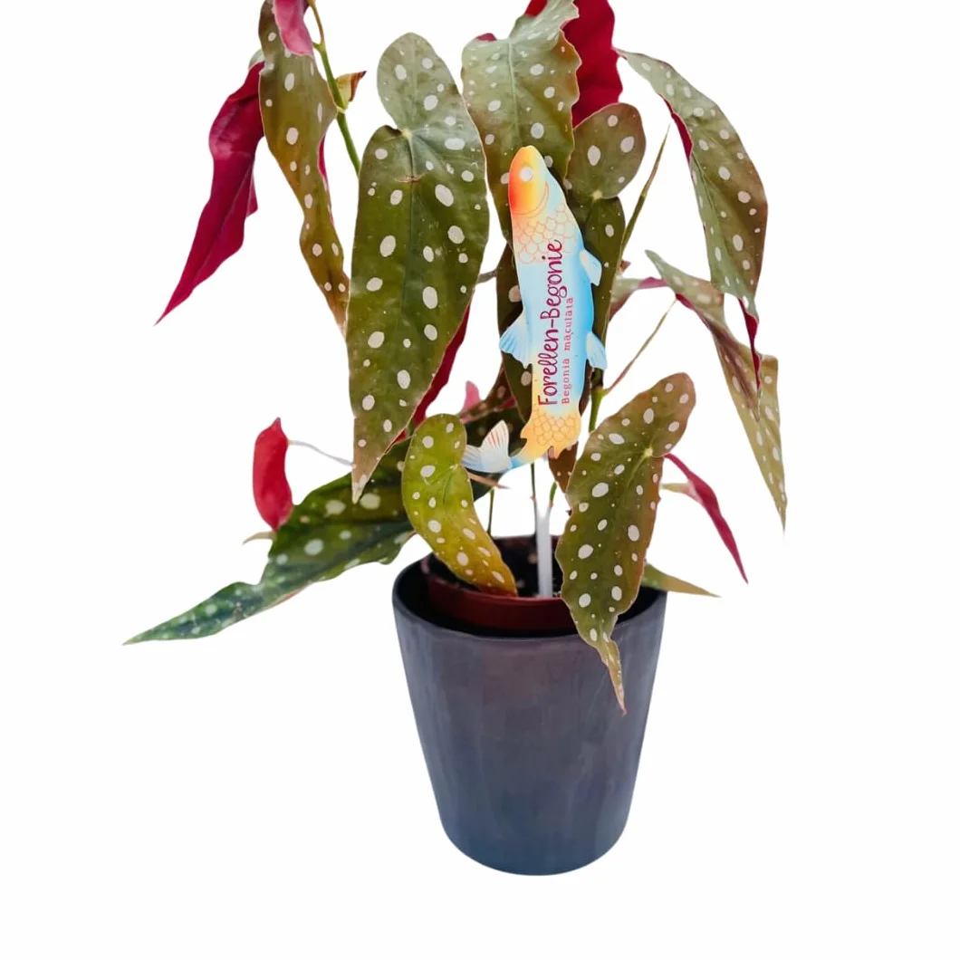 Vivaio Garden Forest Pianta Begonia Maculata Wightii, Pianta reale, Pianta da appartamento, Brasile, Decorazione casalinga, Pianta brasiliana, Pianta tropicale, Vaso 12CM, H 30cm