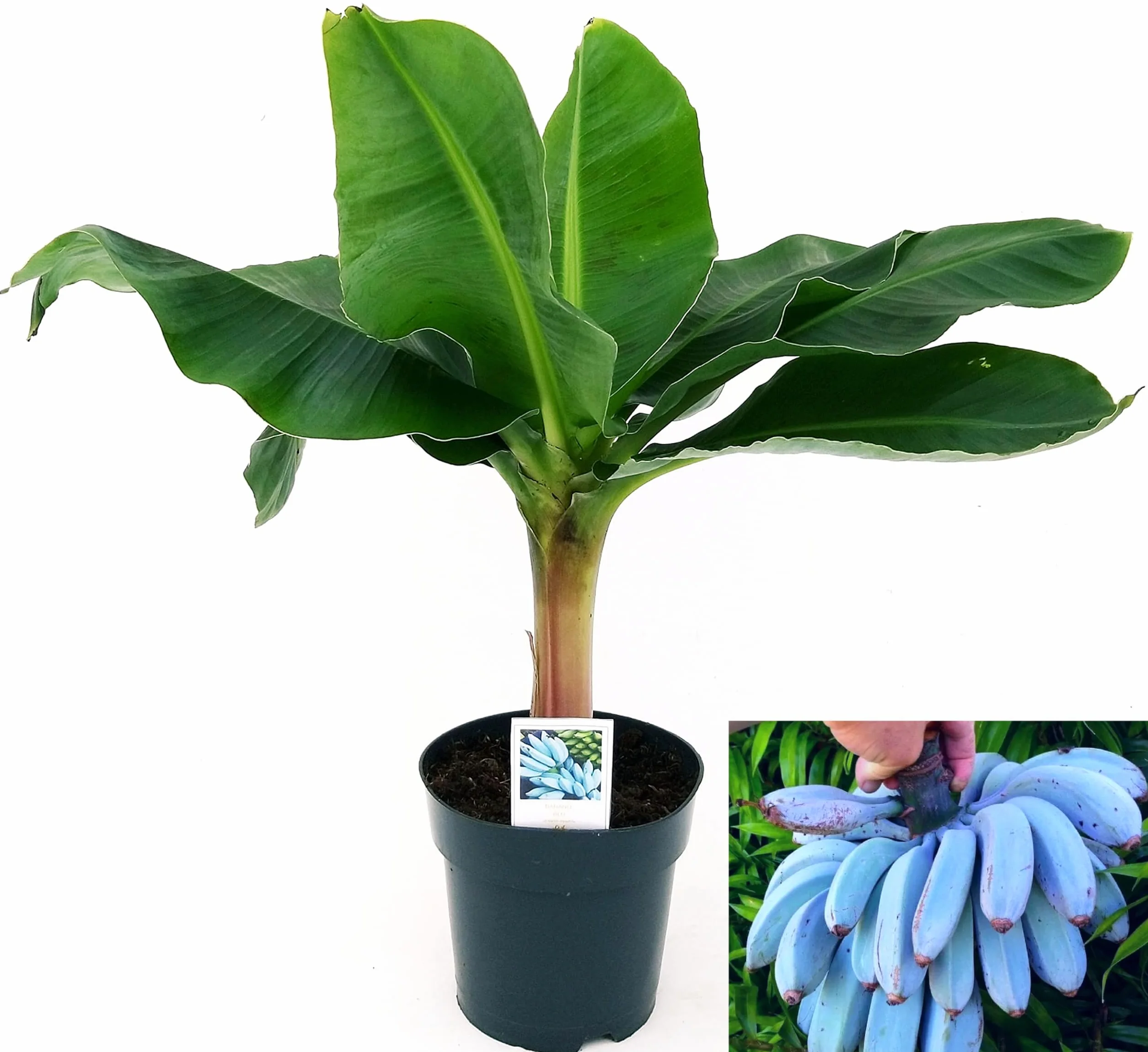 POWERS TO FLOWERS - BANANO A FRUTTO BLU, (BLUE JAVA) VASO 17CM, PIANTA DEL BANANO, pianta vera
