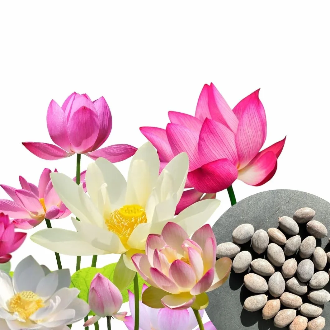 30 semi di fiori di loto premium mix 3 colori bonsai acquatico per vaso da giardino