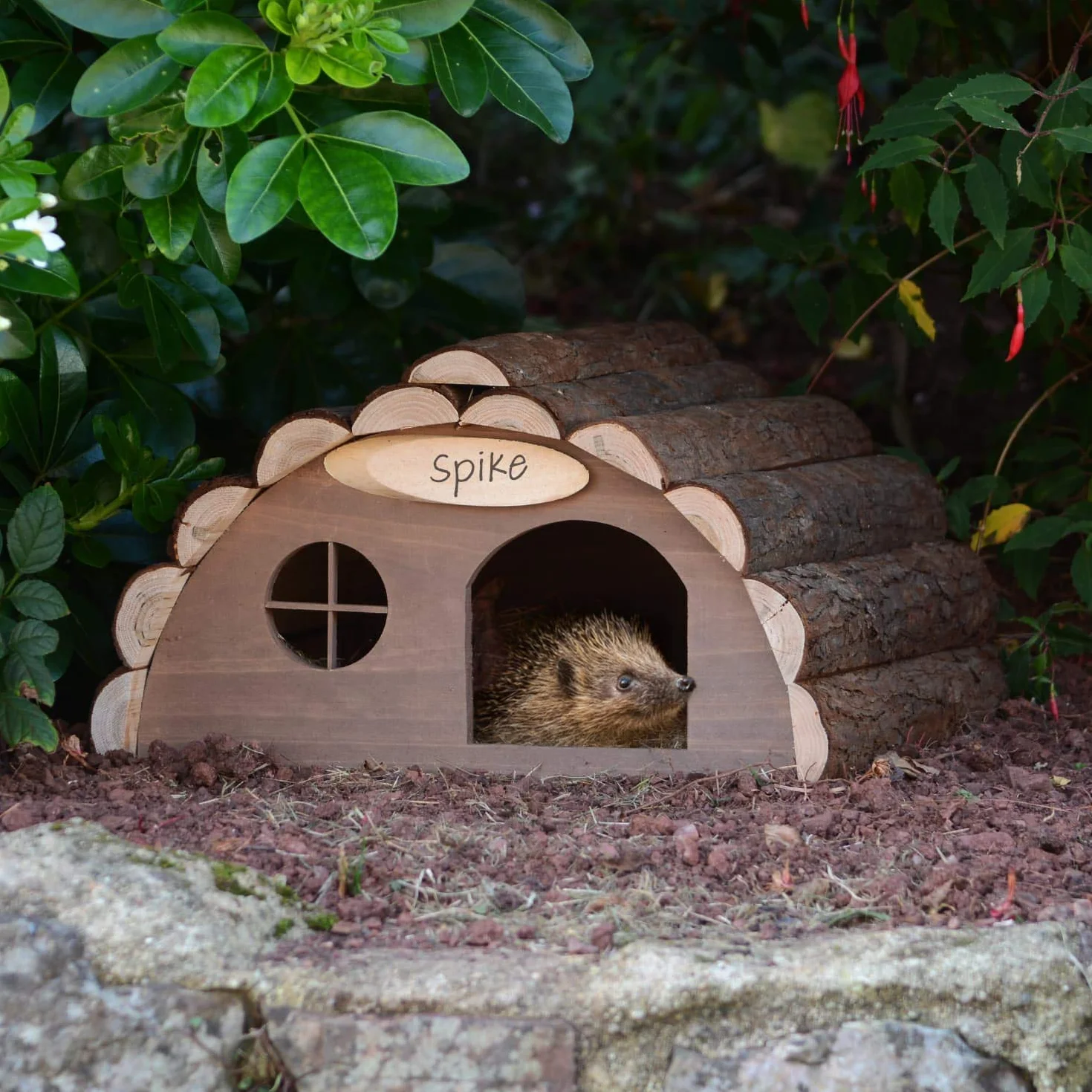 CKB LTD - Casa per riccio o porcellino d'India in legno per esterni, utilizzabile come habitat per letargo, riparo da giardino - 33,5 x 34 x 19 cm