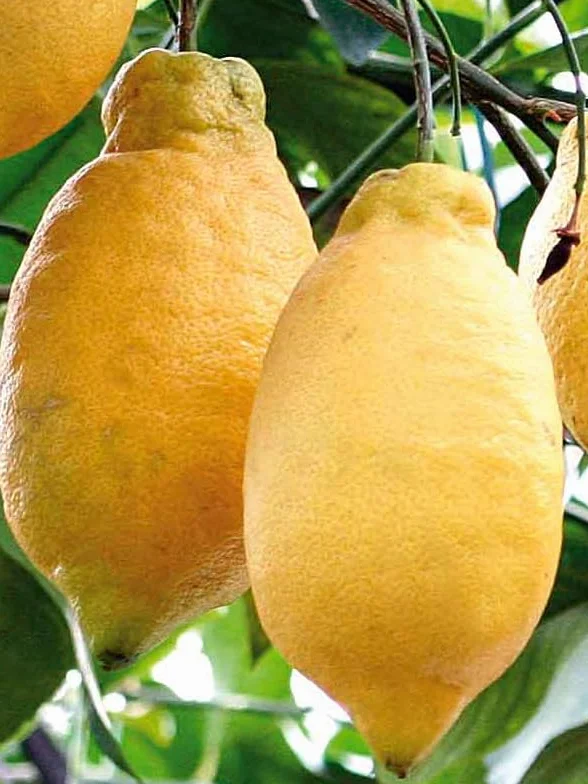 PIANTA DI LIMONE 4 QUATTRO STAGIONI LUNARIO CM 140/150 (foto reali) IN FITOCELLA (Lunario)
