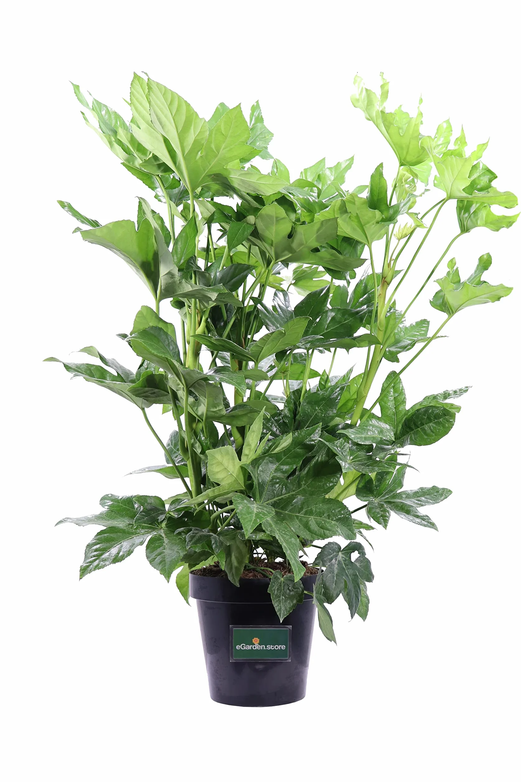 Pianta vera di Fatsia Japonica o Aralia ornamentale da arredo interno o esterno venduta da eGarden.store