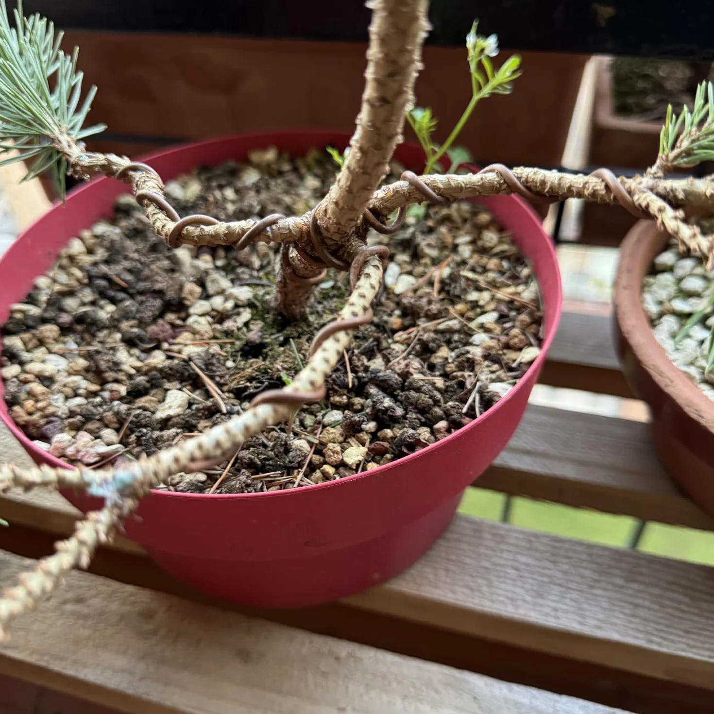 ULISSE® BonsaiPro Aluminium Optima - Filo per Bonsai Brunito - Modellabile e Resistente - Vari Diametri - 500g - per Modellare e Correggere la Forma dei Rami - Attrezzi Bonsai Professionali (5,5 mm)