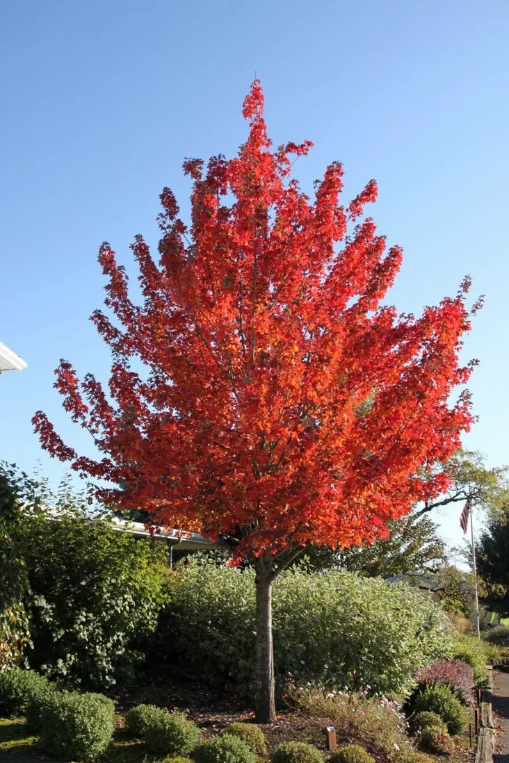 Acero Rosso Rubrum "Acero Rubrum" Acero Scarlatto pianta in vaso 1 litro h 100/120 cm Vivaio di Castelletto