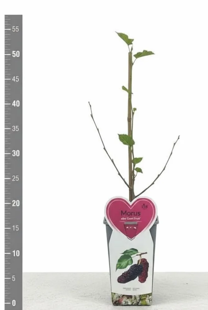 1 Pianta di Mora su vaso alto " Giant fruit", frutto gigante MODIPITRE