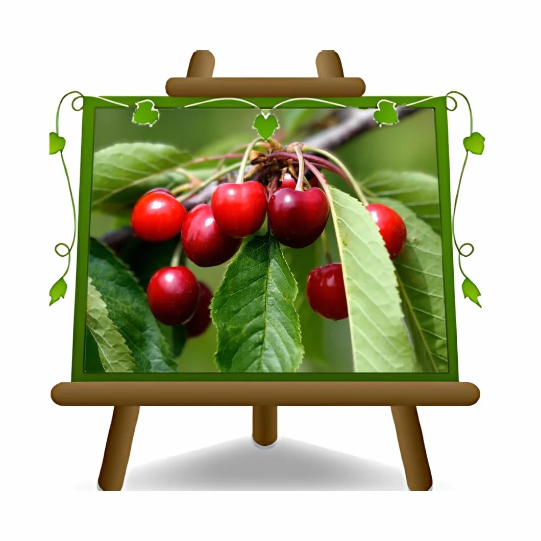 Ciliegio Dolce Durone Nero di Vignola 3 - Pianta da Frutto Antico su Vaso: ø 24/26 cm. *Altezza: 180~200 cm. - Età 4 Anni