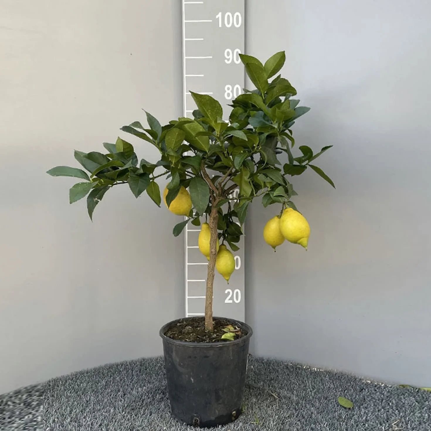 SAVINI VIVAI Pianta di Limone Albero Agrumi Lunario Limone ad Alberello in Vaso da 20 cm altezza 70 cm 2-3 Anni di innesto Made Italy