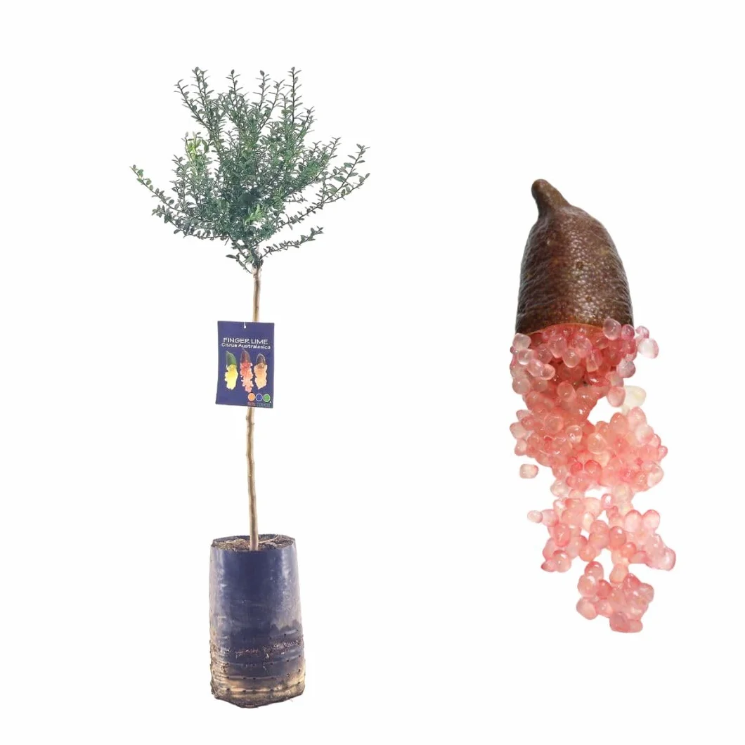 Pianta di Finger Lime/Caviale di limone - Frutto Rosso - Citrus Australasica - H100cm inclusa Fitocella