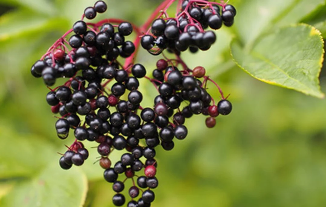 Pianta di Sambuco (varietà HASCHBERG) - Sambucus Nigra