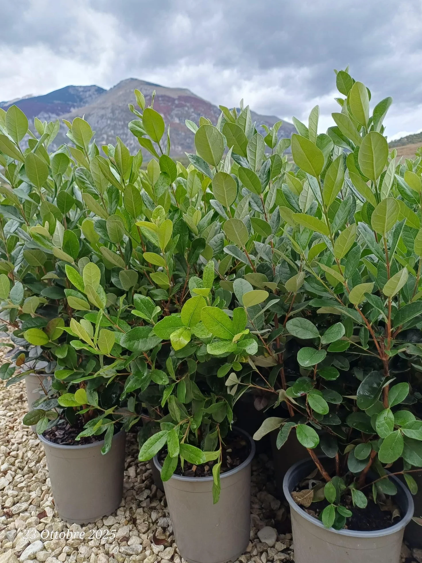 Feijoa "Acca sellowiana" Guayabo del Brasile pianta in vaso ø18 cm h 50/60 cm Foto Reale Vivaio di Castelletto