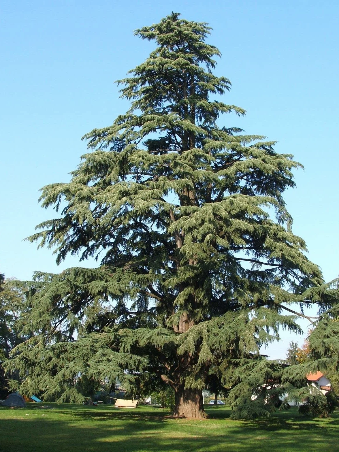 Cedro dell'Himalaya "Cedrus deodara" pianta in vaso 8x8 cm Vivaio di Castelletto