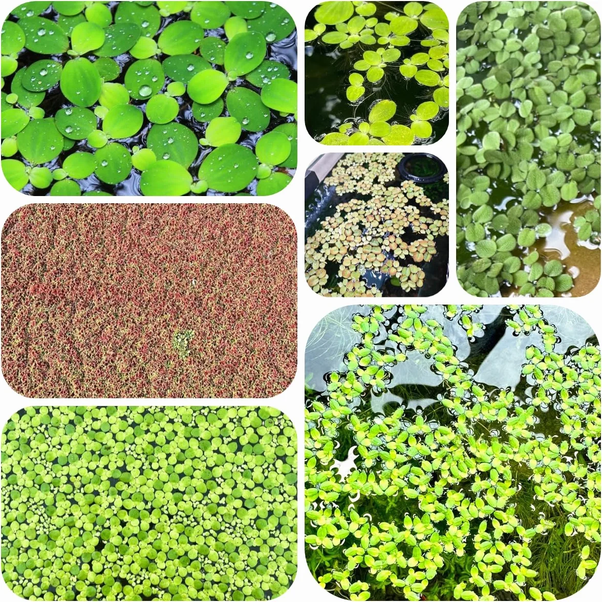 semi di lenticchia d'acqua per acquario, verdi esotiche sostenibile decorazione del balcone laghetto con galleggianti regali insoliti resistenti per il giardino 400pcs