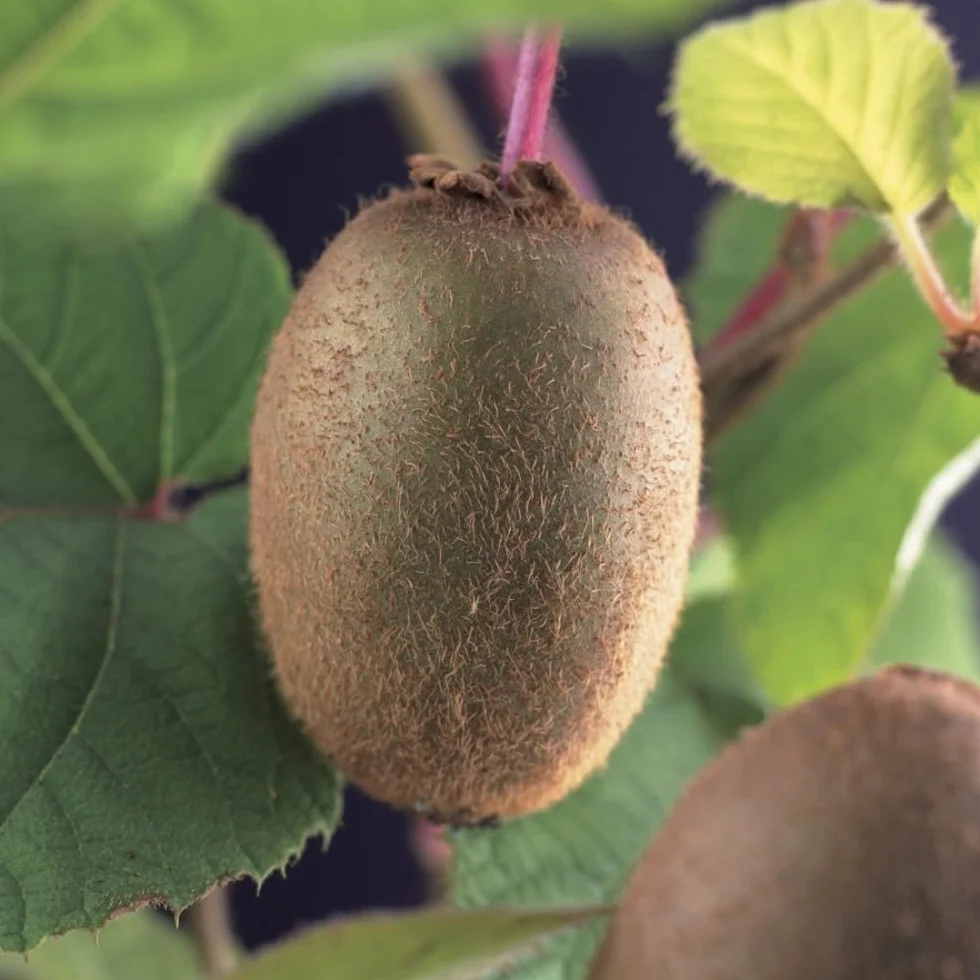 PIANTA DA FRUTTO KIWI AUTOFERTILE in vaso 20 età 2/3 anni (foto reali)