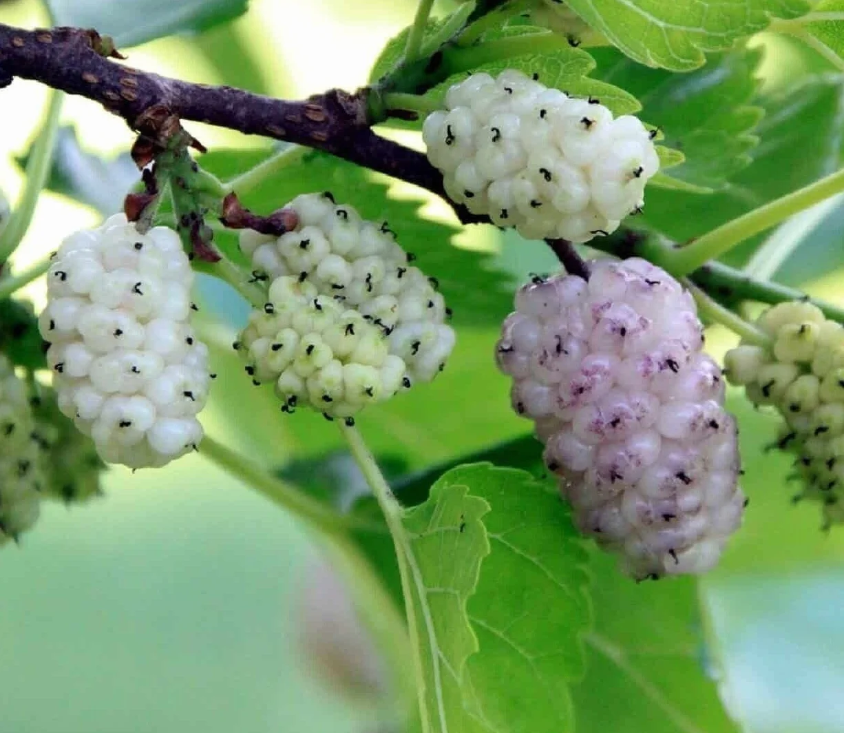 Gelso Bianco "Morus Alba" pianta da frutta in alveolo h 100/120 cm Vivaio di Castelletto