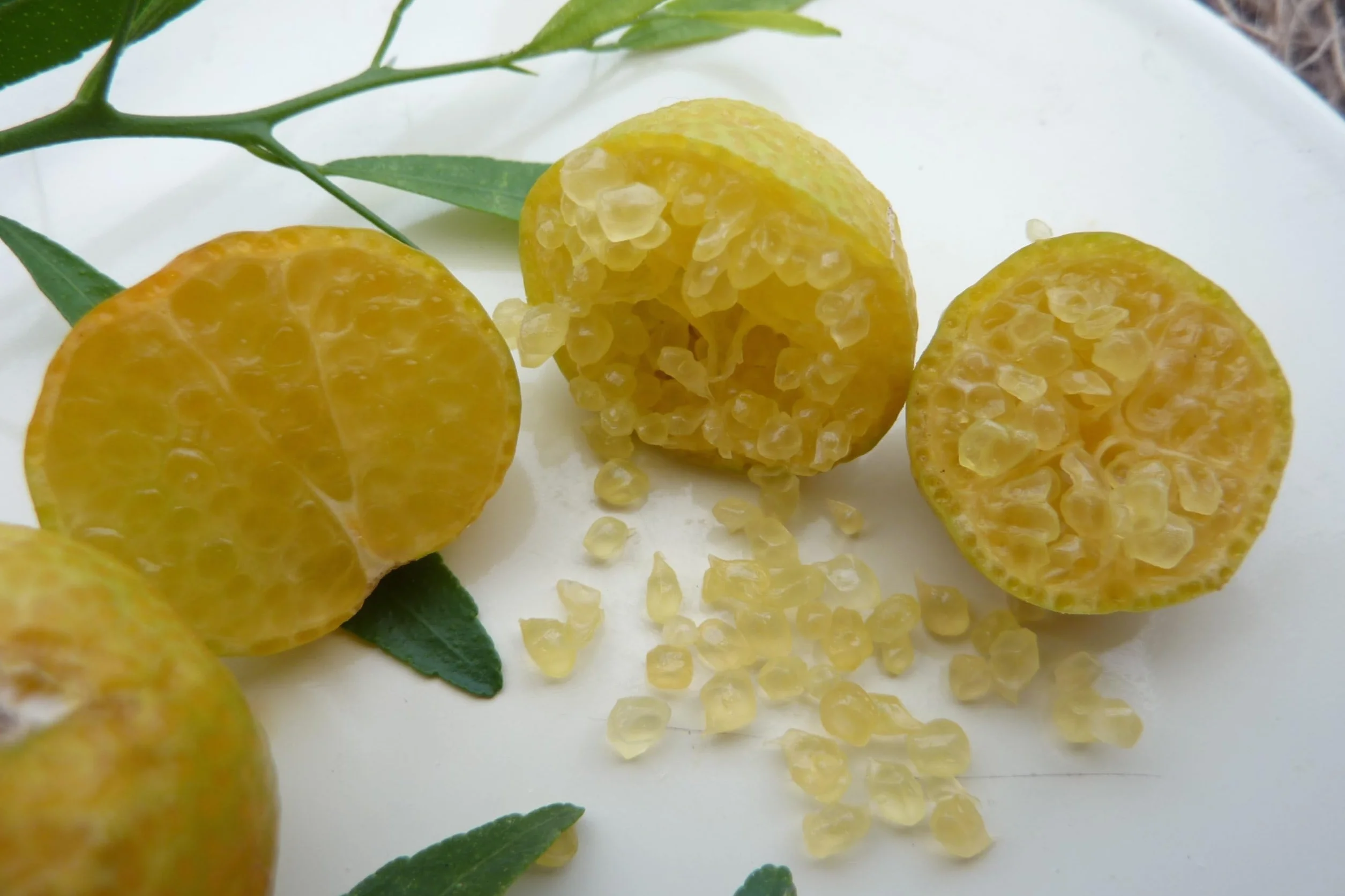 Vivaio Garden Forest - Limone Caviale Ovale – Eremorange (Citrus glauca x Citrus sinensis) – Pianta da Frutto Esotico con Polpa Verde Effetto Caviale – Agrume Raro da Collezione
