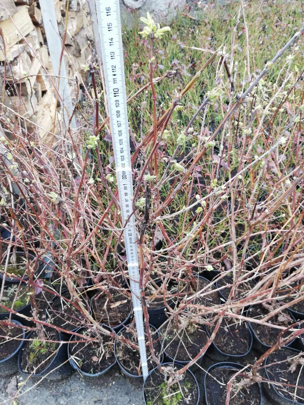 3 X MIRTILLO SIBERIANO LONICERA KAMTSCHATICA PIANTE DI 2 ANNI 30-40 CM
