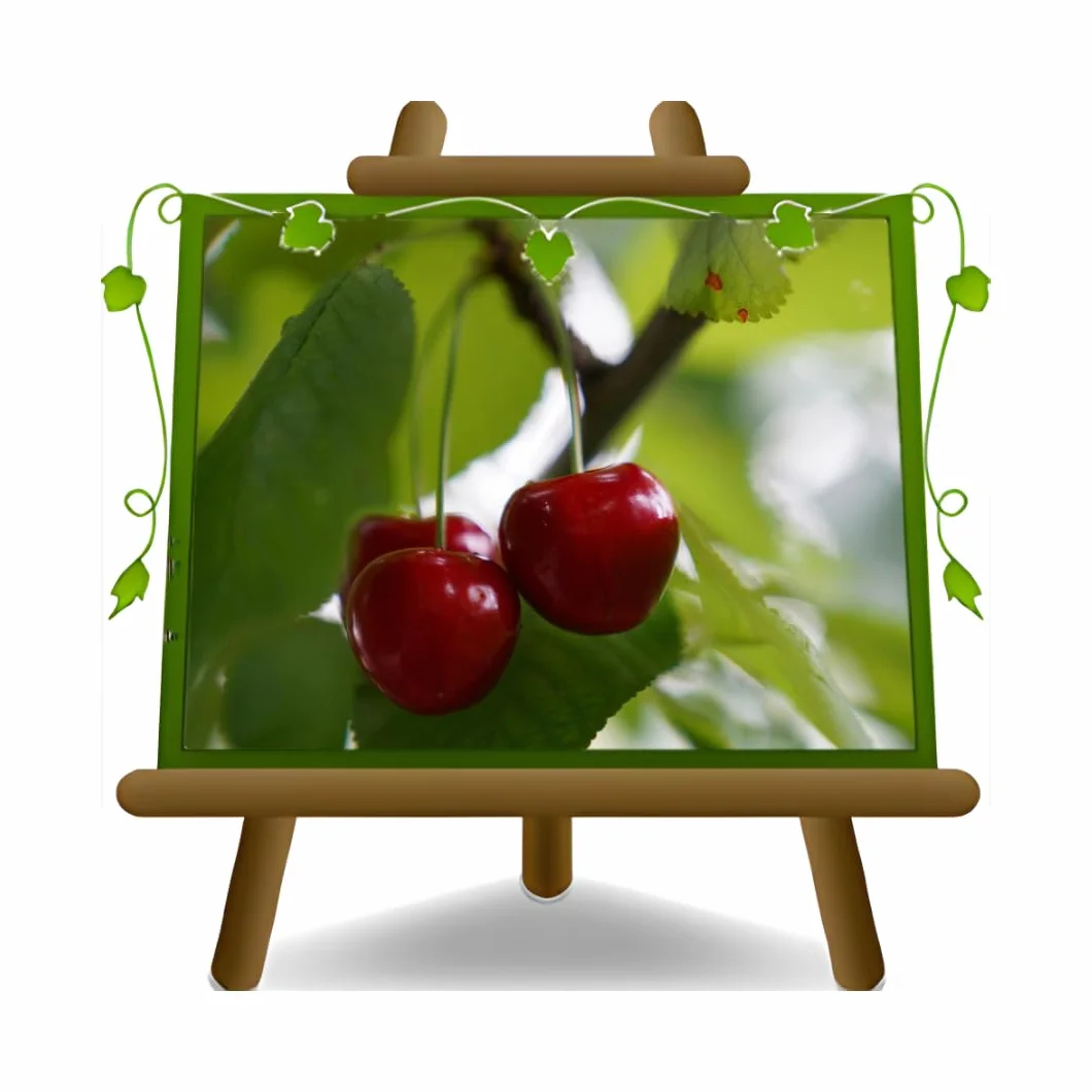 Ciliegio Durone Mora di Cazzano o Mora di Verona pianta da frutto antico vaso 24 cm Altezza 160-180 cm - Età 4 anni