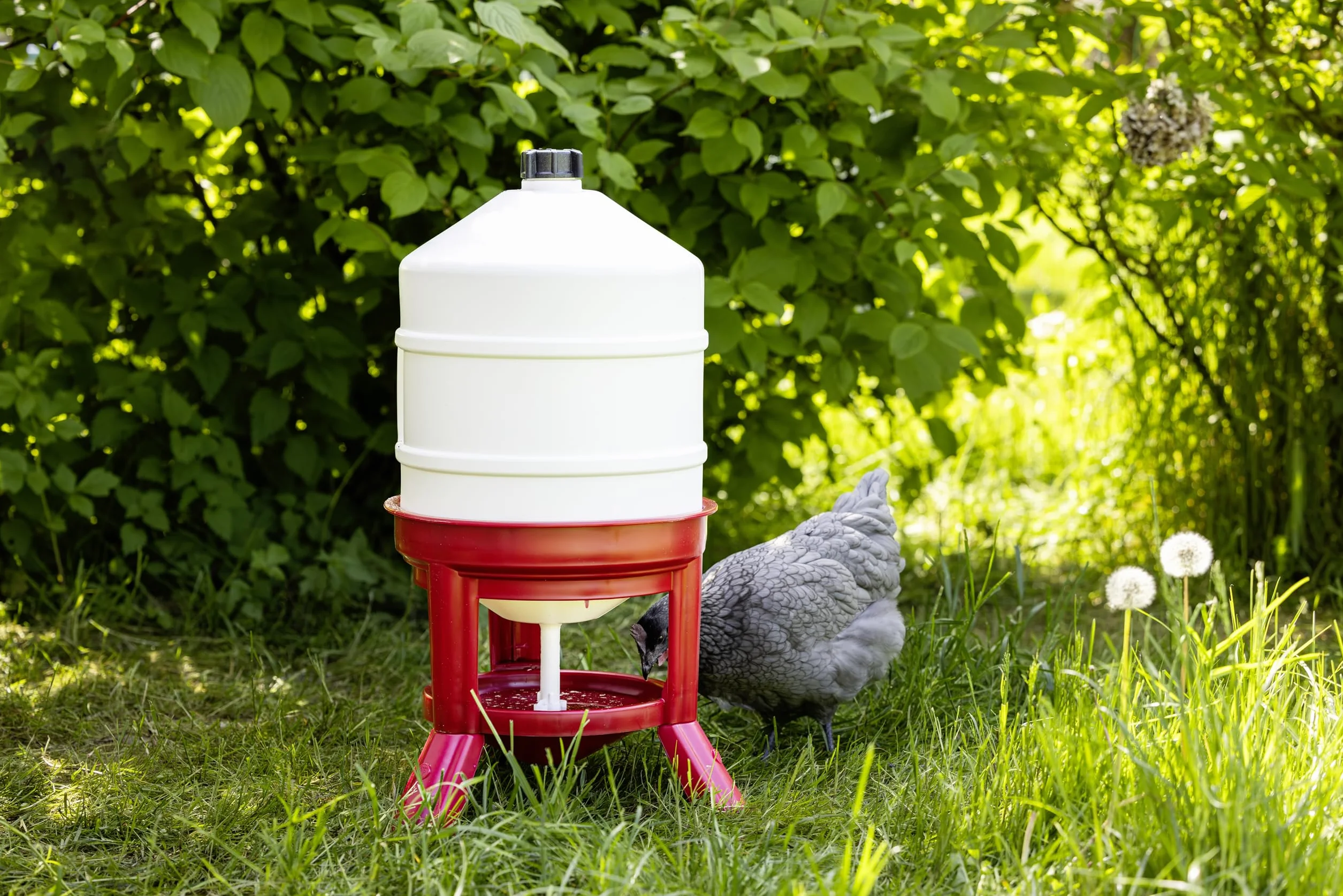 Abbeveratoio a Serbatoio in Plastica 30L Bianco Rosso